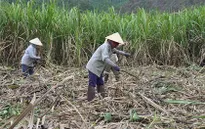 Nông dân e ngại đầu tư vùng nguyên liệu mía