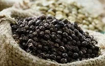 Đồng Nai: Giá hạt tiêu tăng mạnh