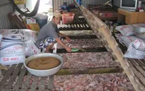 Nuôi cá điêu hồng lồng bè tại Tiền Giang thu lãi cao