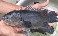 Cá rô đầu vuông gặp khó đầu ra