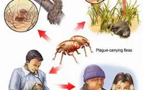 Việt Nam ứng phó bệnh dịch hạch nguy hiểm