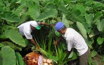An Giang: Nông dân phấn khởi vì trúng mùa khoai môn