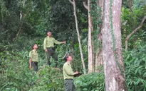 Ban Chỉ đạo Tây Nguyên làm việc với tỉnh Gia Lai về bảo vệ rừng