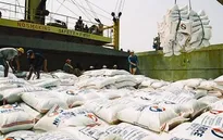 Gạo Việt Nam bị cấm nhập khẩu tiểu ngạch vào Trung Quốc