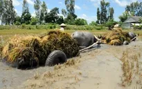 Vỡ đê tại Đồng Tháp: Nước lũ lên, người dân không thu hoạch được lúa