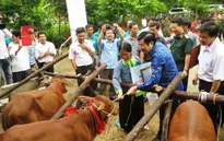 Chủ tịch nước hoan nghênh sáng kiến tặng bò cho người nghèo