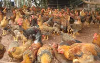 Lần đầu tiên xuất hiện virus cúm A/H5N6 trên gia cầm ở Việt Nam