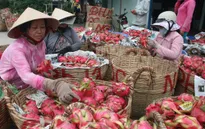 "Vỡ" quy hoạch, thanh long rớt giá thê thảm