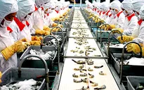 Năm 2014: Xuất khẩu tôm có thể vượt 3,5 tỷ USD