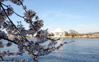 Ngắm hoa anh đào rực rỡ bên dòng Potomac ở Washington D.C
