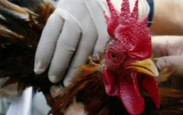 Trung Quốc tăng cường các biện pháp chống cúm H7N9