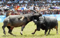 13/9, tưng bừng Lễ hội chọi trâu Đồ Sơn