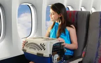 Tư vấn cách đi du lịch với thú cưng