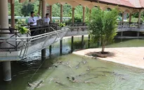 Câu cá sấu ở khu du lịch Yang Bay, Khánh Hòa