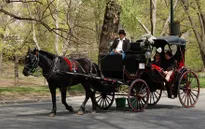 Dịch vụ xe ngựa tại công viên lớn nhất New York