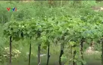 Tăng vốn pháp định BĐS - Khó loại bỏ chủ đầu tư “tay không bắt giặc”