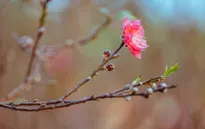 Đào Nhật Tân khoe sắc đón nắng xuân
