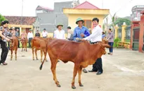 Tết ở bản "Ngân hàng bò"