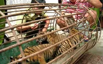 Chống buôn bán động vật hoang dã: Còn gian nan!