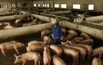 Người chăn nuôi chờ được giãn nợ
