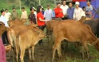 20h05, VTV1: “Ngân hàng bò” - chung sức xây dựng NTM