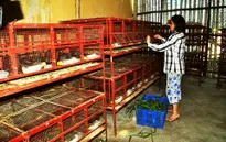 Hủy công nhận chồn nhung đen là vật nuôi mới