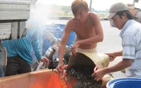 Xuất khẩu tôm thẻ chân trắng vượt tôm sú