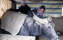 Tích cực phòng chống rét đậm, rét hại cho gia súc, gia cầm