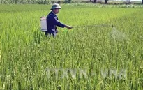 Cần Thơ: Hơn 9.500ha lúa Đông Xuân bị sâu bệnh