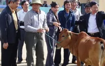 Trao 150 con bò giống sinh sản cho hộ nghèo Kon Tum