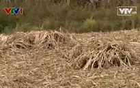 Khánh Hòa: Nông dân lao đao trước mùa "mía đắng"