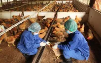 Hà Nội chủ động ứng phó với các chủng virus cúm gia cầm