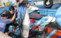 Bình Định: Thành lập Quỹ hỗ trợ ngư dân