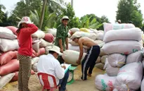 ĐBSCL: Thị trường lúa gạo chuyển biến tích cực sau chủ trương thu mua tạm trữ