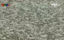 VIDEO: Mưa đá ở huyện Tủa Chùa, Điện Biên
