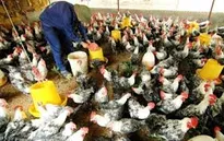 Trà Vinh công bố hết dịch cúm A/H5N1