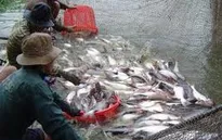 Nuôi cá tra phải áp dụng VietGap