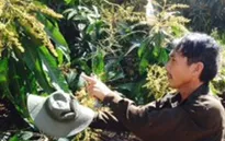 Khánh Hòa: Sâu bệnh gây thiệt hại nặng hàng nghìn ha xoài