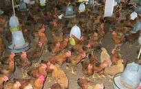 Dập tắt dịch cúm gia cầm H5N1 trên cả nước