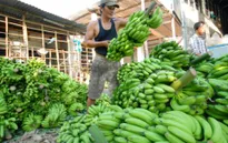 Bất thường việc thu gom chuối ồ ạt xuất sang Trung Quốc