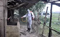 Dịch lở mồm long móng xuất hiện ở Yên Bái