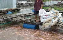 Giá cá điêu hồng tại Tiền Giang bất ngờ tăng trở lại