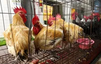 Bệnh nhân đầu tiên trên thế giới tử vong do cúm gia cầm H5N6