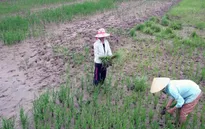 Gần 20.000ha đất sản xuất lúa tại Cà Mau bị nhiễm mặn