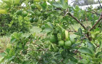 Giá chanh không hạt tại Hậu Giang tăng kỷ lục