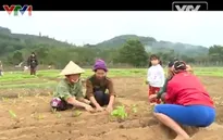 Nghị quyết 30a chính phủ góp phần làm khởi sắc huyện vùng cao Tương Dương