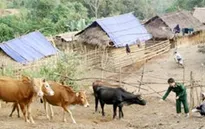 Hội Chữ thập đỏ Việt Nam tặng bò cho hộ nghèo 6 tỉnh miền núi Tây Bắc