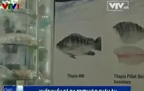 Xuất khẩu cá da trơn vào châu Âu: Cần giảm bớt trung gian