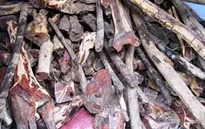 Tịch thu hàng chục tấn gỗ trắc vận chuyển trái phép