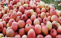 Yêu cầu Trung Quốc trả lời gần 300 tấn hoa quả nhiễm độc tuồn sang Việt Nam